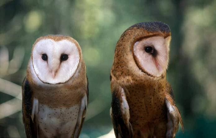 male and female spotted owl