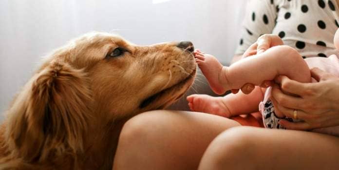 close up of dog golden retriever licking baby feet