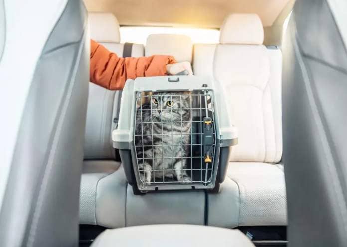 Cat in a carrier on a back seat of modern car.