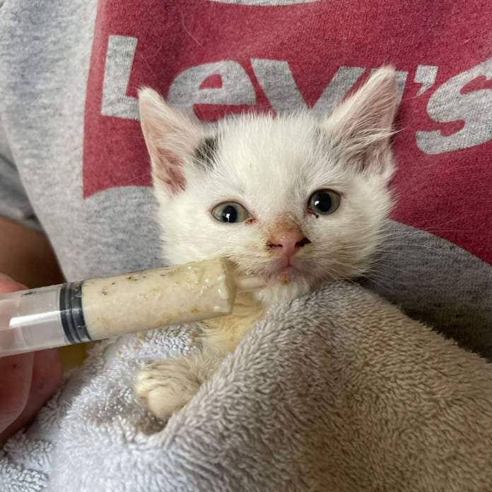 The kittens were rescued from a garden in Wolverhampton. Photo: Wings and Paws Animal Rescue.