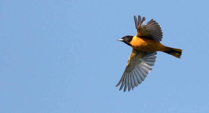A Baltimore oriole in flight. Orioles are nocturnal migratory birds. Image credit: Andrew Dreelin