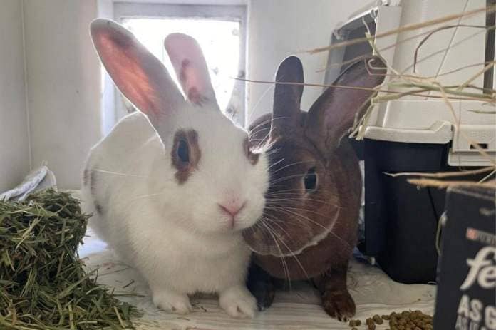 Finlay and Eliza are looking for new homes. The pair fell in love after being taken in at The Stubbington Ark. (Photo: RSPCA Solent Branch)