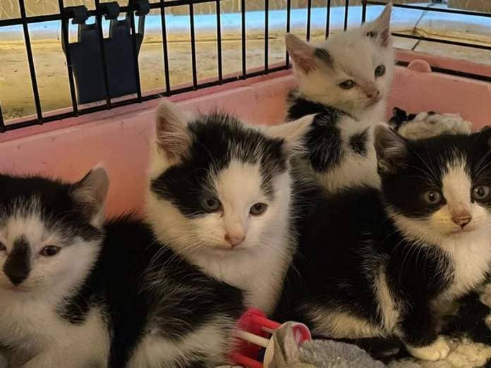 The four kittens have been described as "skin and bone" by rescuers, and weigh less than kittens half their age. Photo: Wings and Paws Animal Rescue.