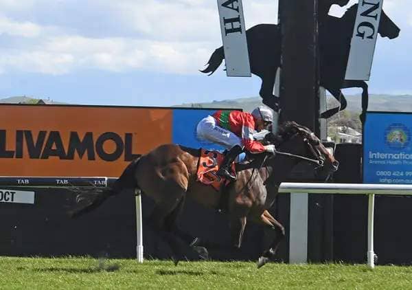 Our Alley Cat breaks through for a deserved stakes win in the Gr.3 Valley D'Vine Restaurant Spring Sprint (1400m) at Hastings.  Photo: Peter Rubery (Race Images Palmerston North)