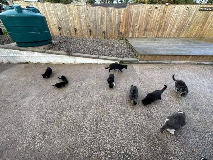 Some of the 80+ Cats in Lisnaskea