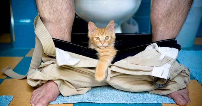 A kitten standing in someone's pants as they use the bathroom. 