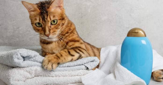 A cat laying on folded towels next to a blue bottle. 