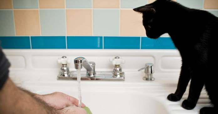A black cat watching someone wash their hands in a sink. 