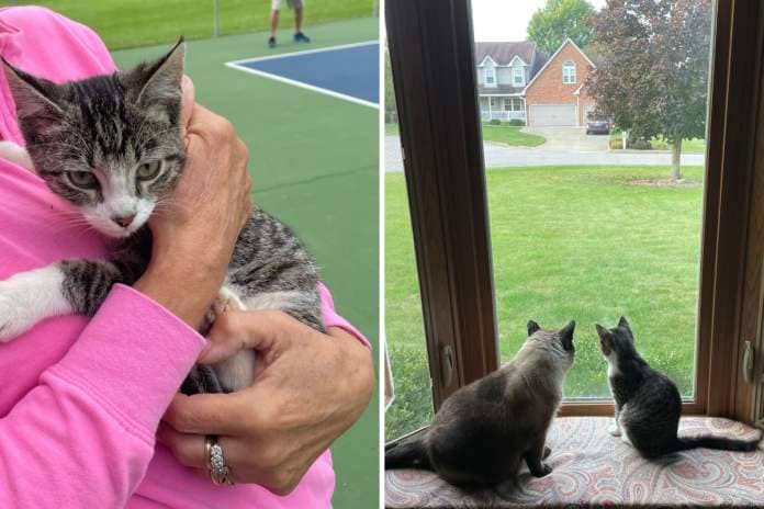 rescue cat bonds with new owner's cat