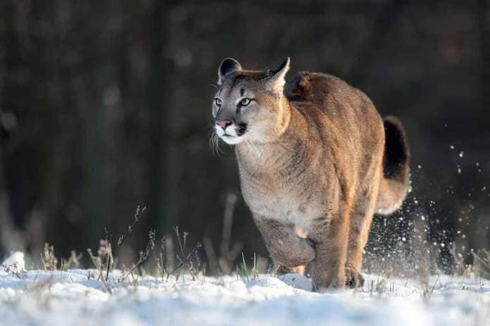 Cougar in the park on white snow.