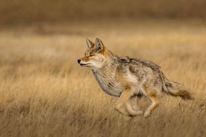 Coyote running on the prairie with focus point on the eyes