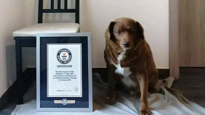 World’s Oldest Dog Ever In Guinness World Records Dies At 31