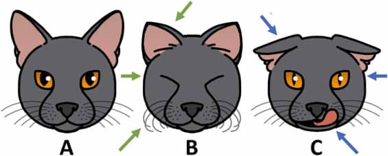 Cat Face Expressions