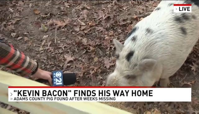 <p>Local 21 CBS News, WHP Harrisburg Facebook</p> Kevin Bacon the pig appearing in a news report following his safe return home