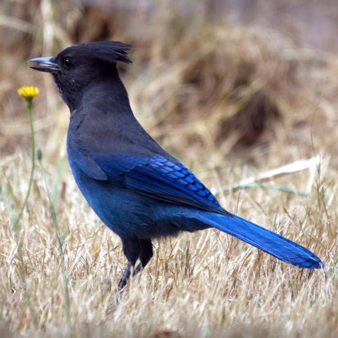 Blue bird with a dark head standing in dry brown grass.