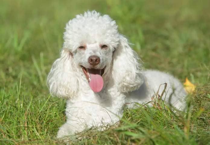 Miniature Poodle dog