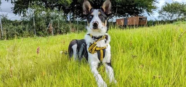 Desmond is a super fun, energetic and intelligent Border Collie. (Pic: Dogs Trust)