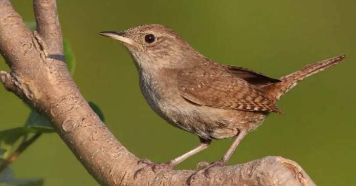 House wren (Troglodytes aedon) in spring in a tree.