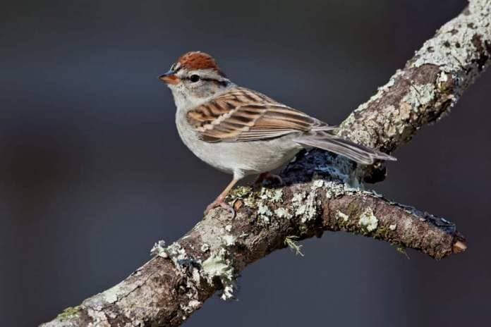 A chipping sparrow on a tree branch