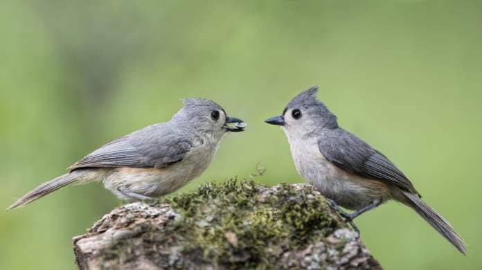 Pair of Tufted Titmice on Lichen Covered Log