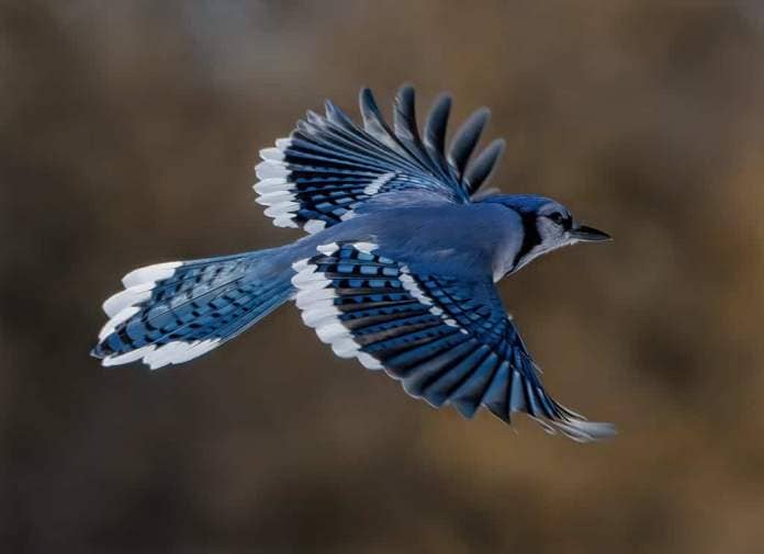 A Blue Jay in Flight