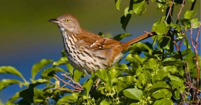 Birds that spend their winters in Georgia: brown thrasher