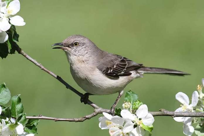 Northern Mockingbird (Mimus polyglottos) in an apple tree with flowers. Birds that spend their winters in Georgia