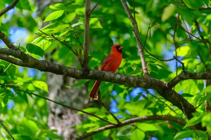 A northern cardinal perches in a tree at Chattahoochee Nature Center, in Roswell, Georgia., Birds that spend their winters in Georgia