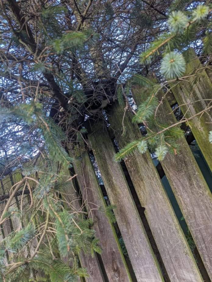 The Northern Echo: Steve the cat was found in the tree 