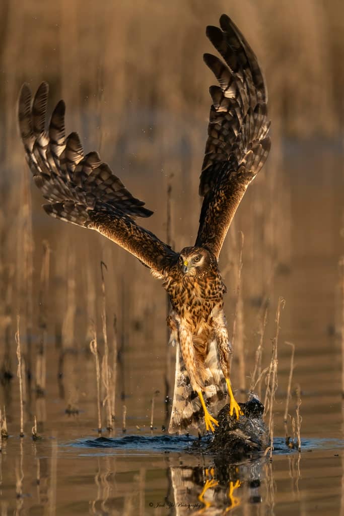 bird photography tips, a great brown bird lifts its prey up from the water, Jack Zhi