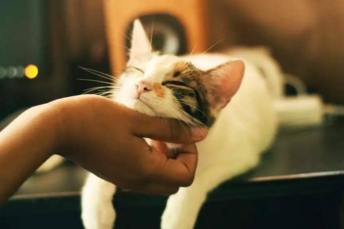 A cat being touched by a hand