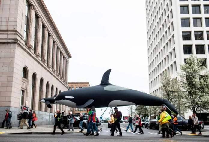 Protestors carrying an inflatable orca march via downtown Tacoma to advocate for the removing of the Snake River dams and rally in opposition to the extinction of protected salmon in Tacoma, Wash. on Saturday, March 26, 2022.