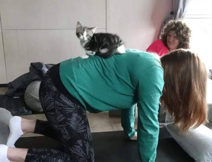 Kitten yoga at Yin Side Yoga in Paihia. Pitcured on 28 October 2023.