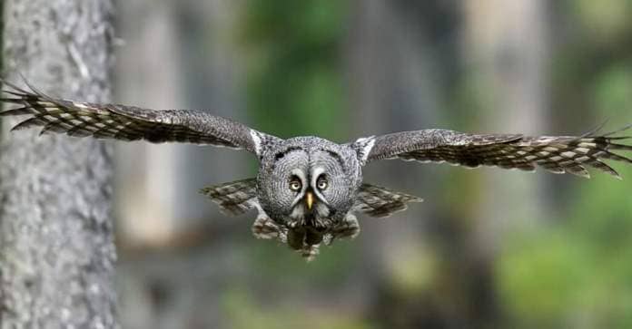 Silver Animals - Great Gray Owl