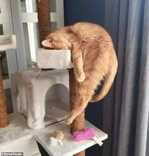 Defying gravity! A Swedish pet owner captured his a ginger cat having a bizarre-looking nap on a climbing frame