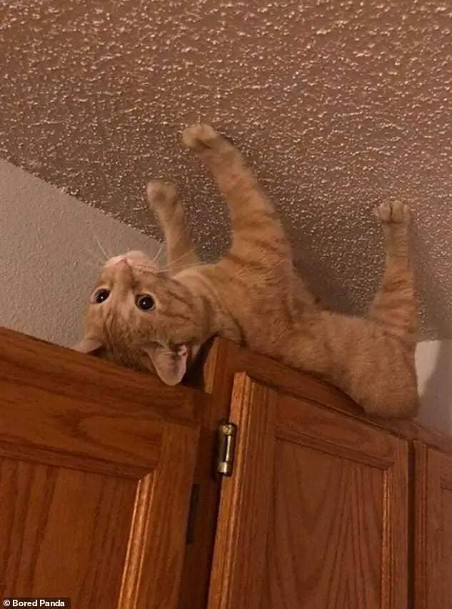 Spider cat! One adventurous ginger cat, understood to be from the US, wanted to walk on the ceiling