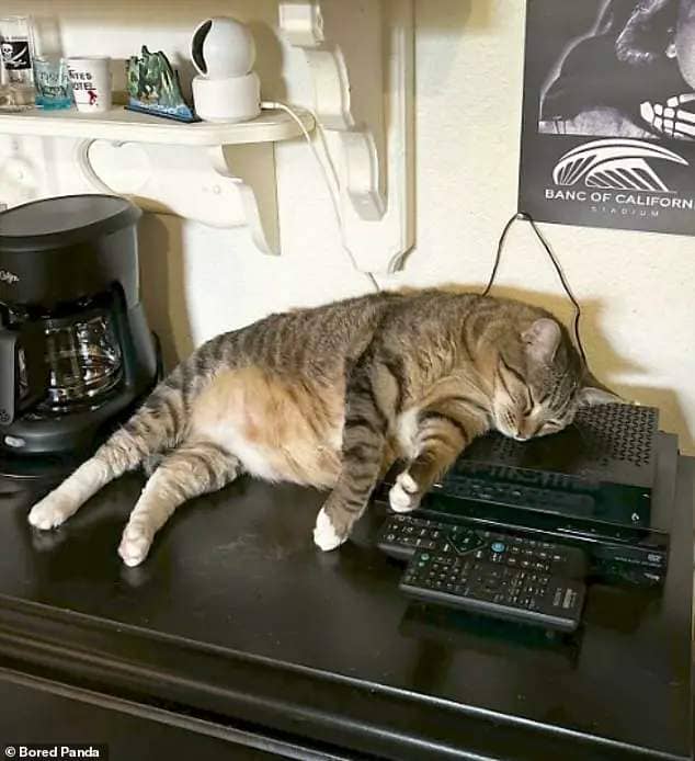 Cable cat! One feline from Los Angeles in the US prefers the warm gadget over a comfy bed for naps