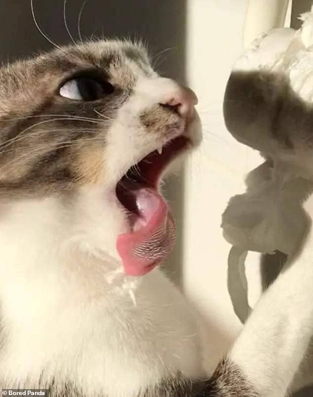 Flushed away! Elsewhere, one photo captured a cat's very intense battle with a roll of toilet paper