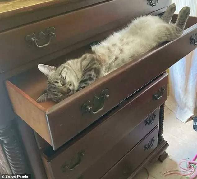 Nap time! A pet owner from Florida, US, shared a snap of their cat attempting to catch some Z's in a very unconventional bed