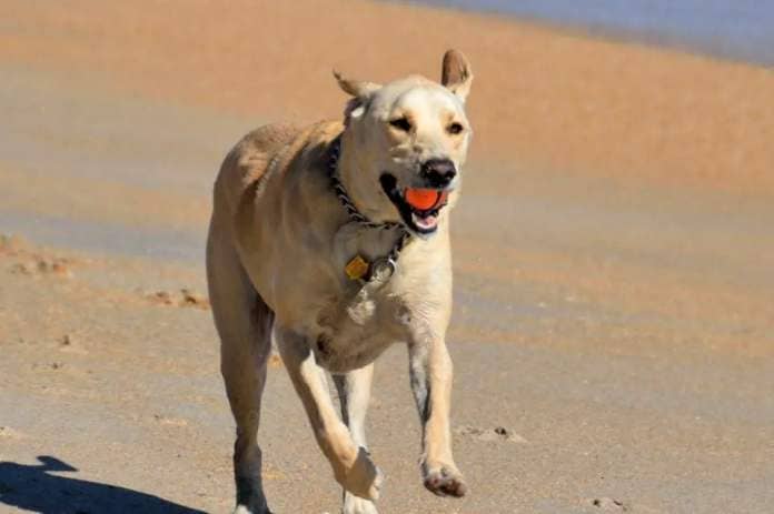 Dog on beach. Stock image. 