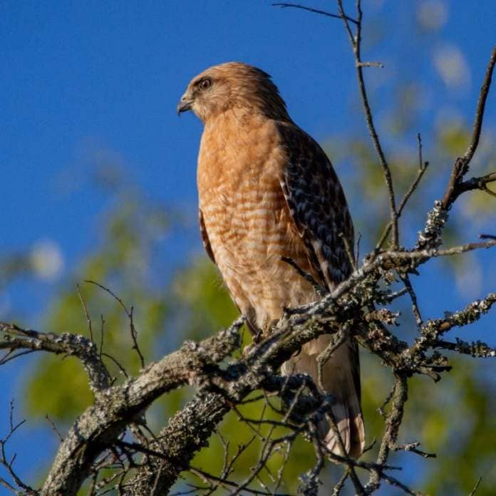 Bird names: A brown and white speckled hawk with head turned to our left sits on a branch.