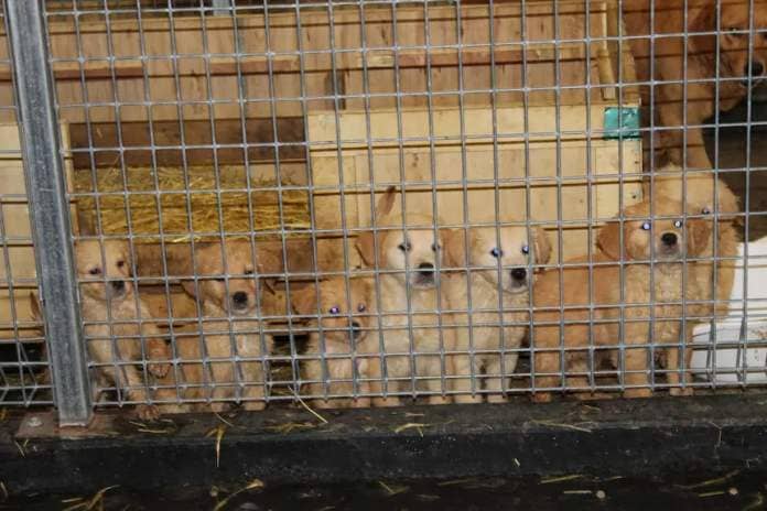 A group of golden retriever puppies behind a cage.