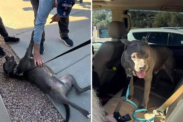 Arizona shelter dog getting adopted