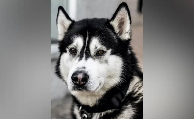 Dog's Bark Mimics Owner's Accent, Leaves Social Media Users In Disbelief