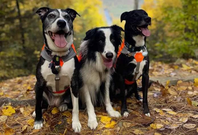 Three dogs on a fall hike.