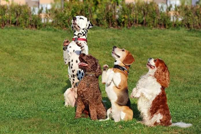 a group of dogs sitting on hind legs at the lawn