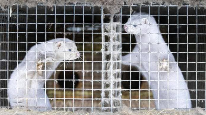 Two minks in a cage in a fur farm in Uusikaarlepyy, Ostrobothnia.