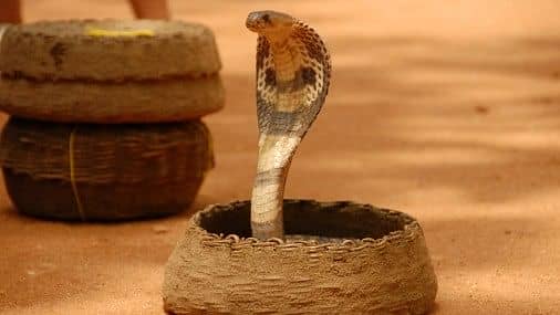 <div class="paragraphs"><p>Representative image of a cobra.</p></div>