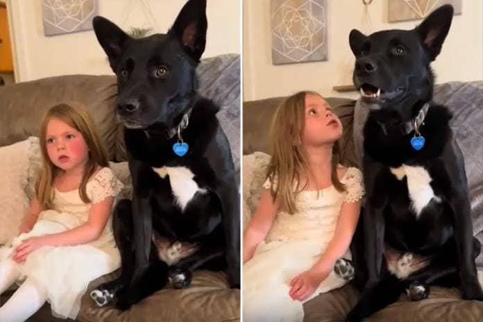 Dog watches films with girl