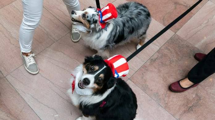 Dogs are seen before the annual Bipawtisan Howl-o-ween Dog Pawrade